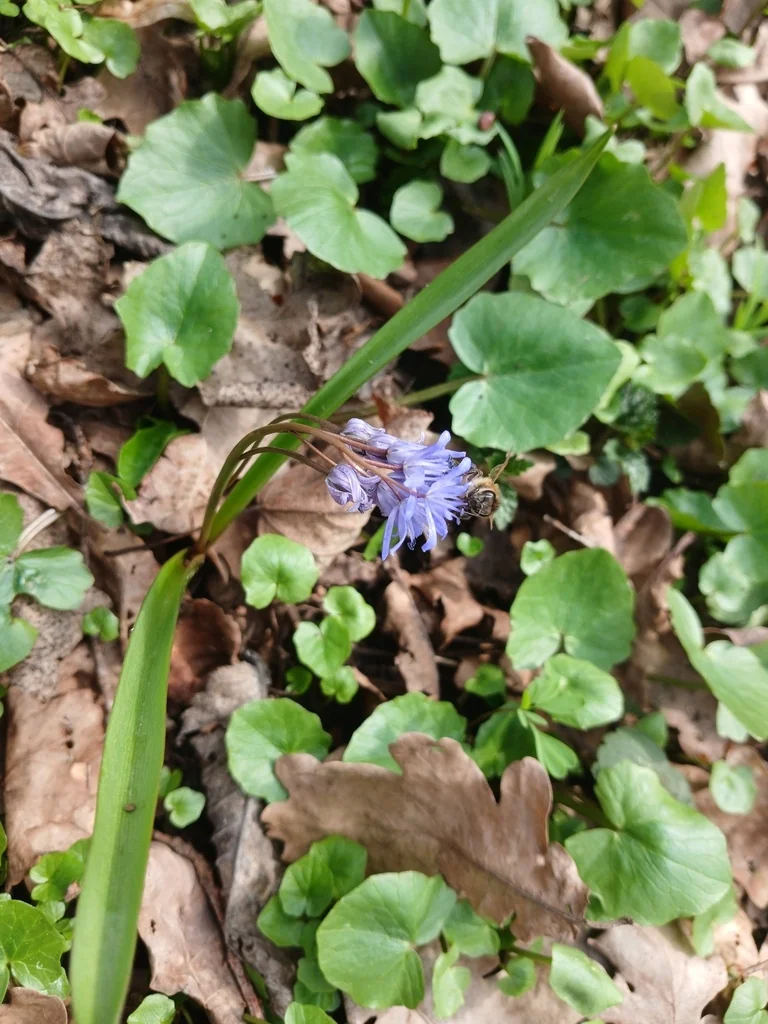 Scilla Bifolia
