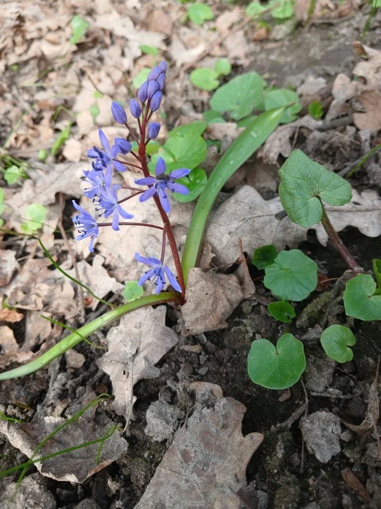 Scilla Bifolia