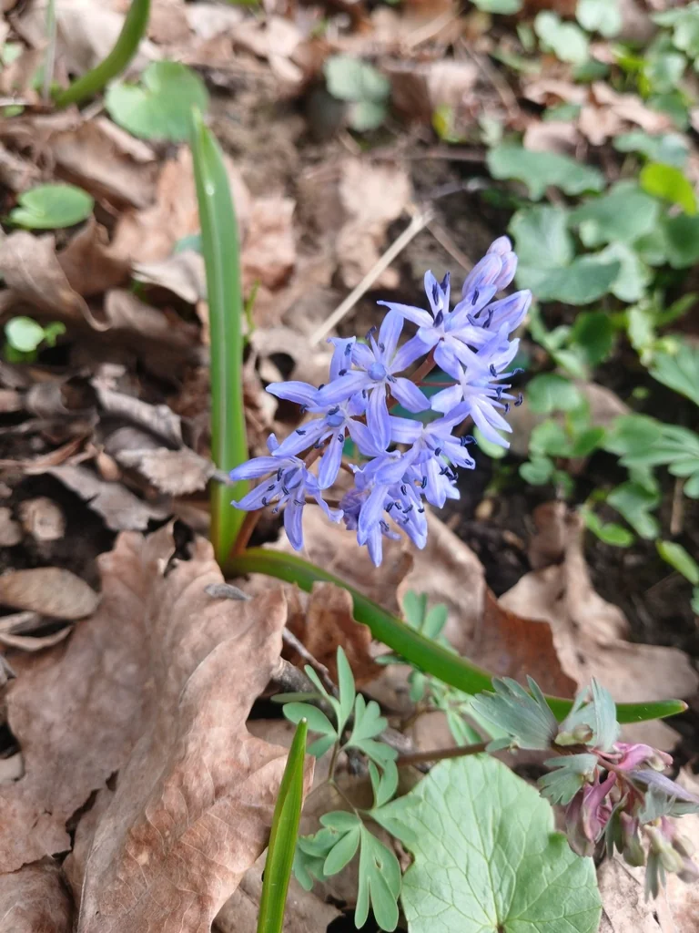 Scilla Bifolia