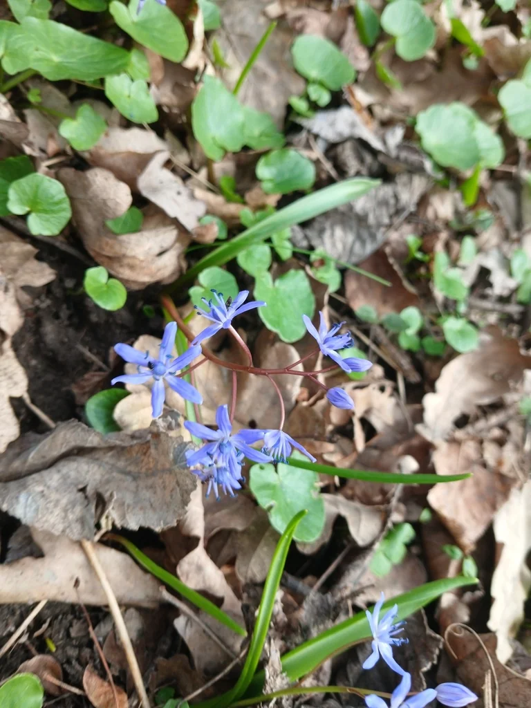 Scilla Bifolia