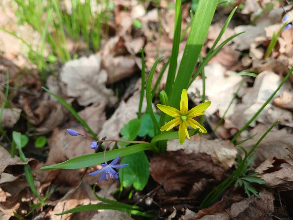 Scilla Bifolia