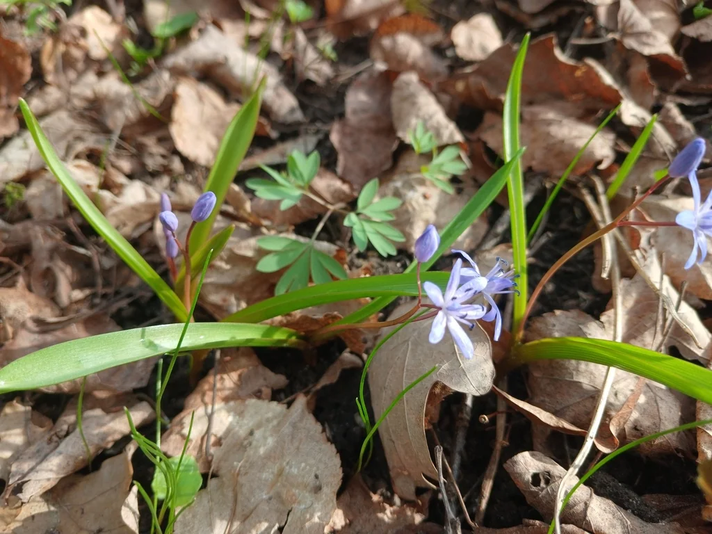 Scilla Bifolia
