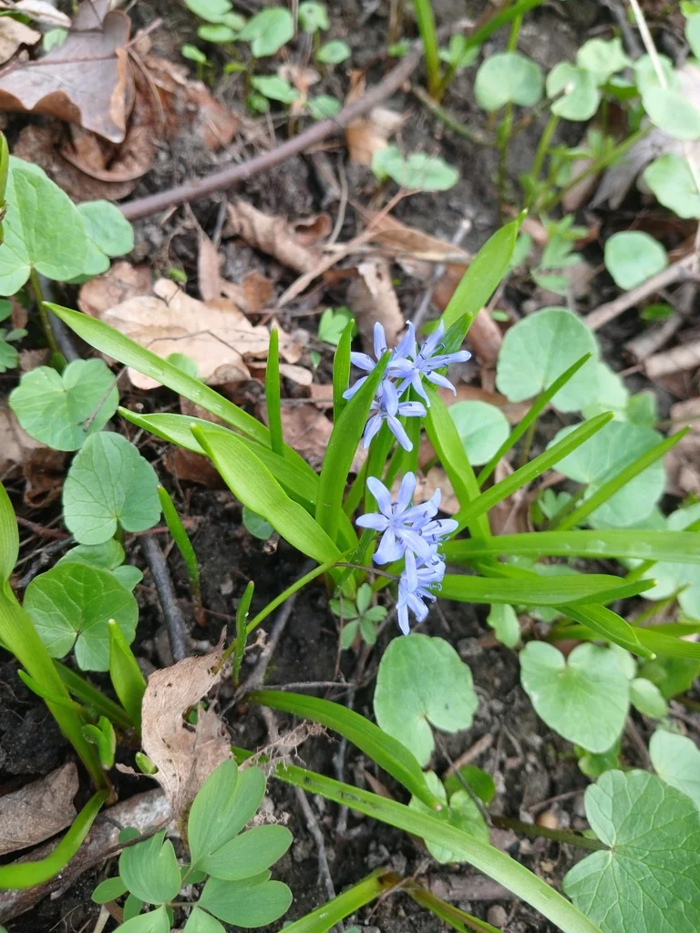 Scilla Bifolia