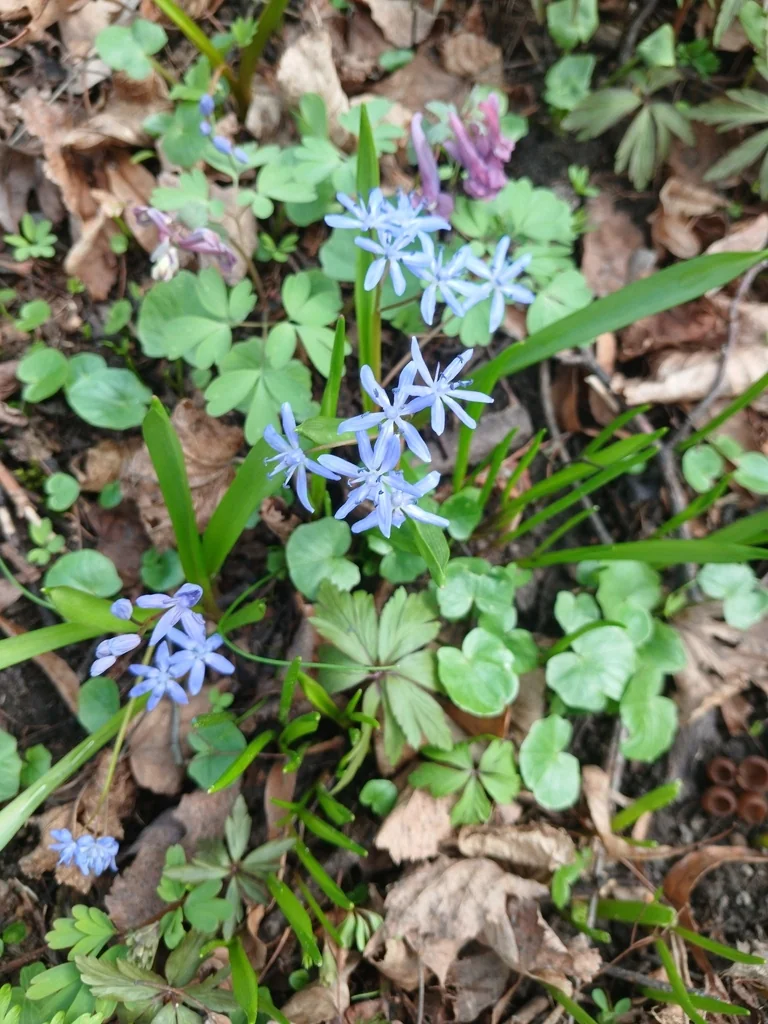 Scilla Bifolia