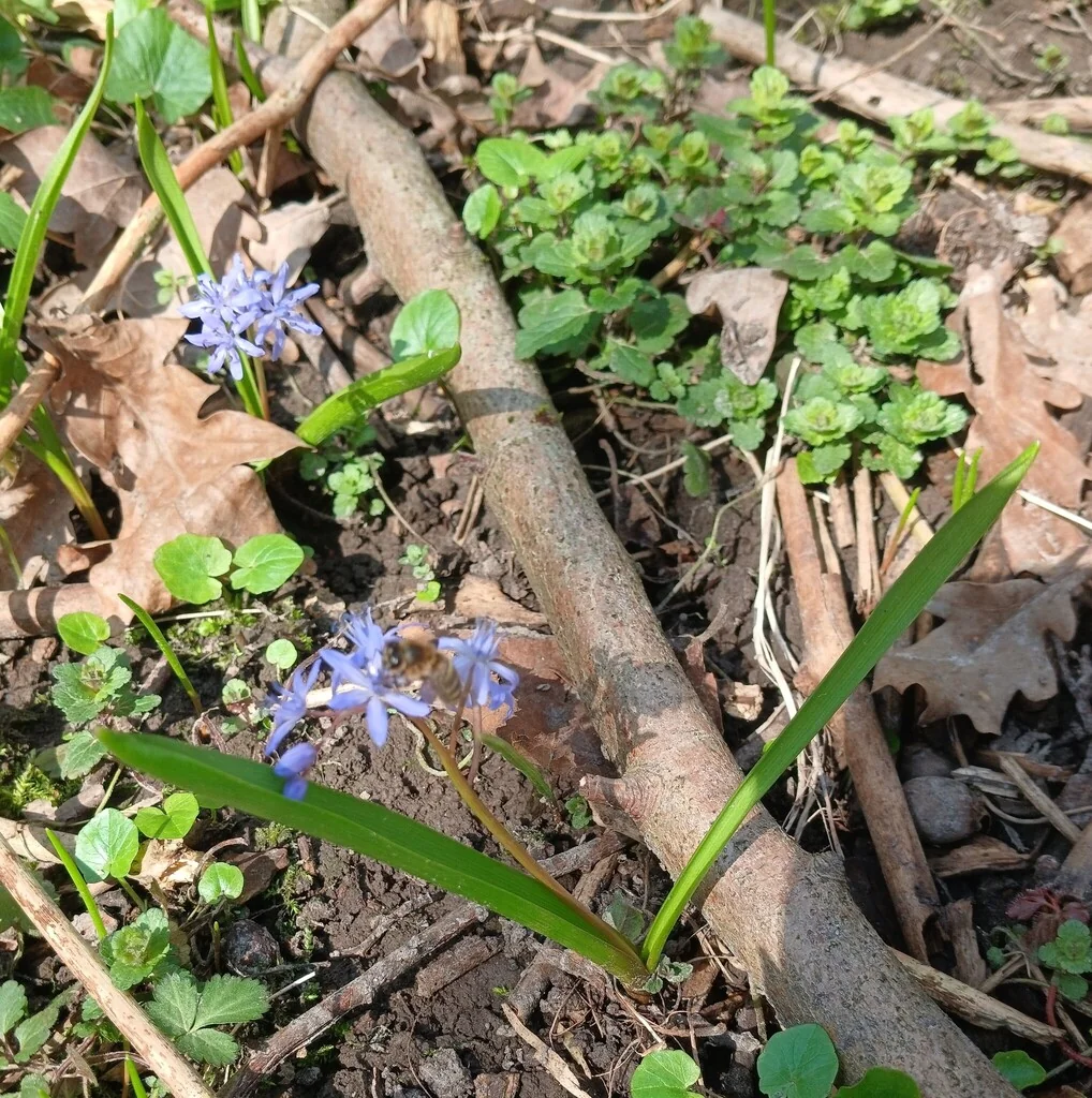 Scilla Bifolia