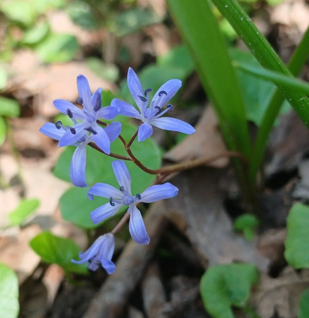 Scilla Bifolia