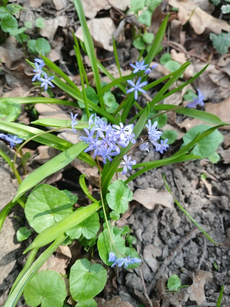 Scilla Bifolia