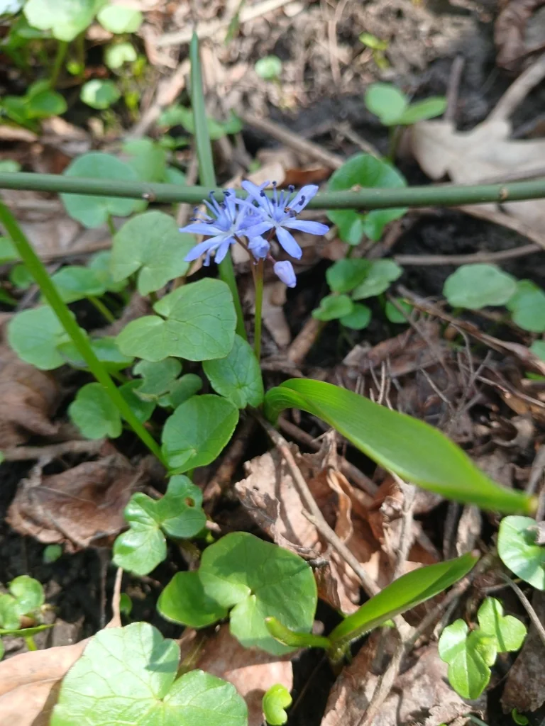 Scilla Bifolia
