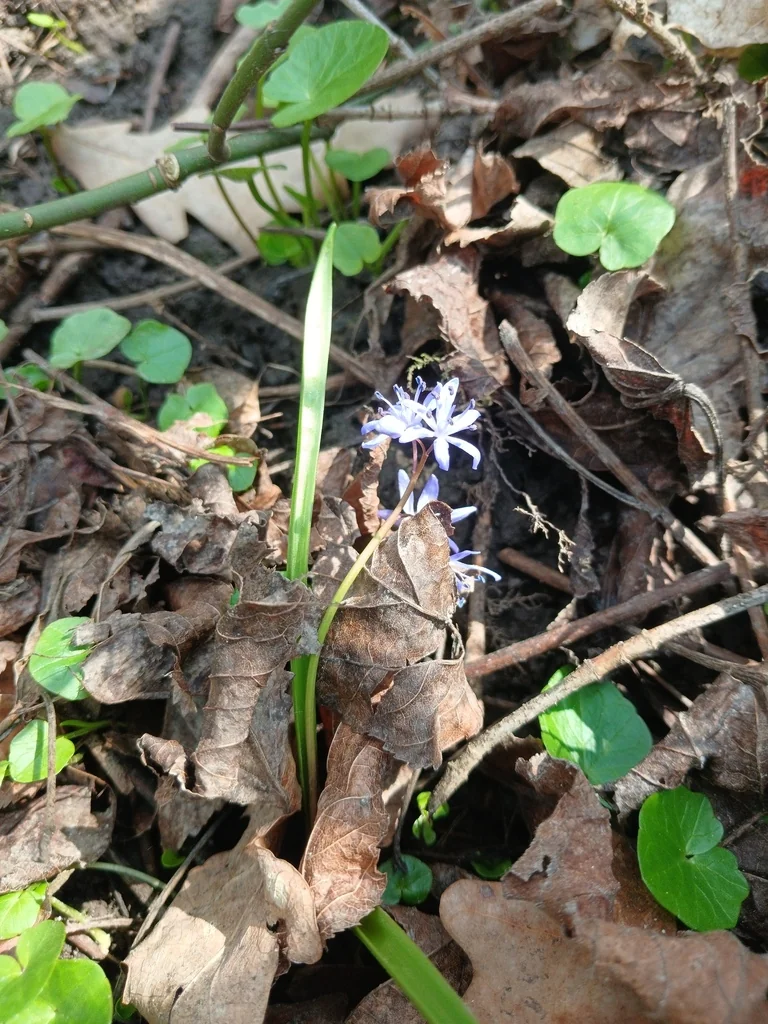 Scilla Bifolia