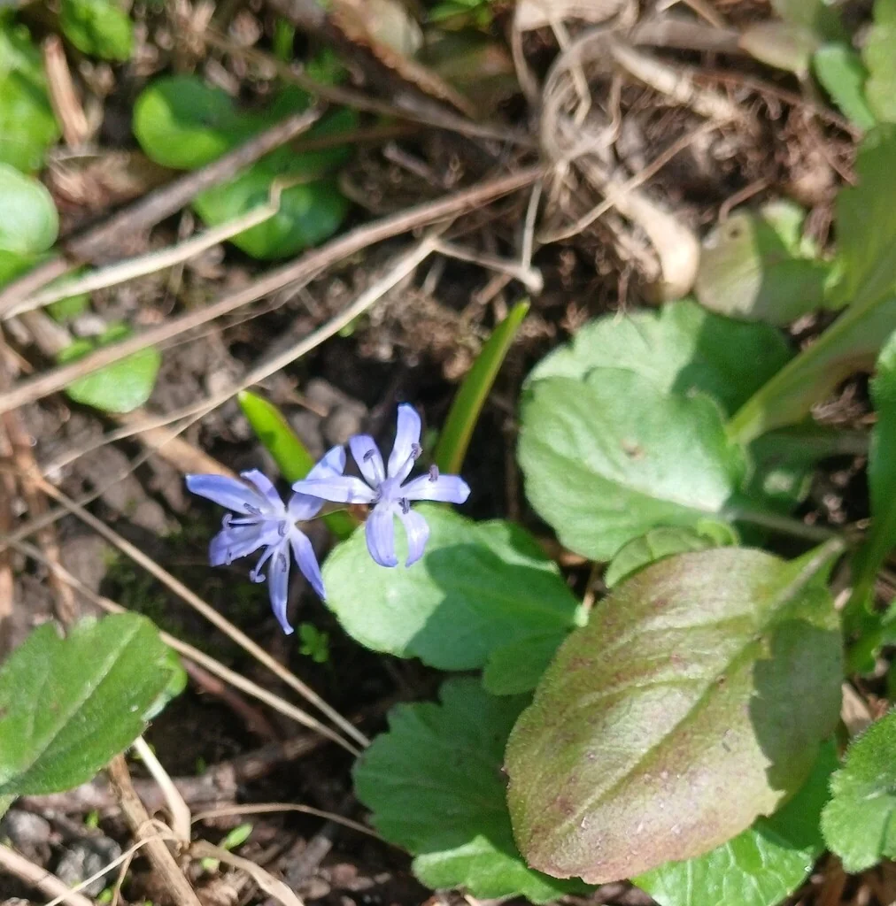 Scilla Bifolia