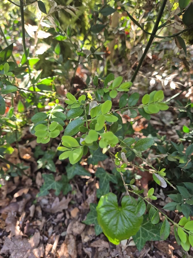 Buxus sempervirens
