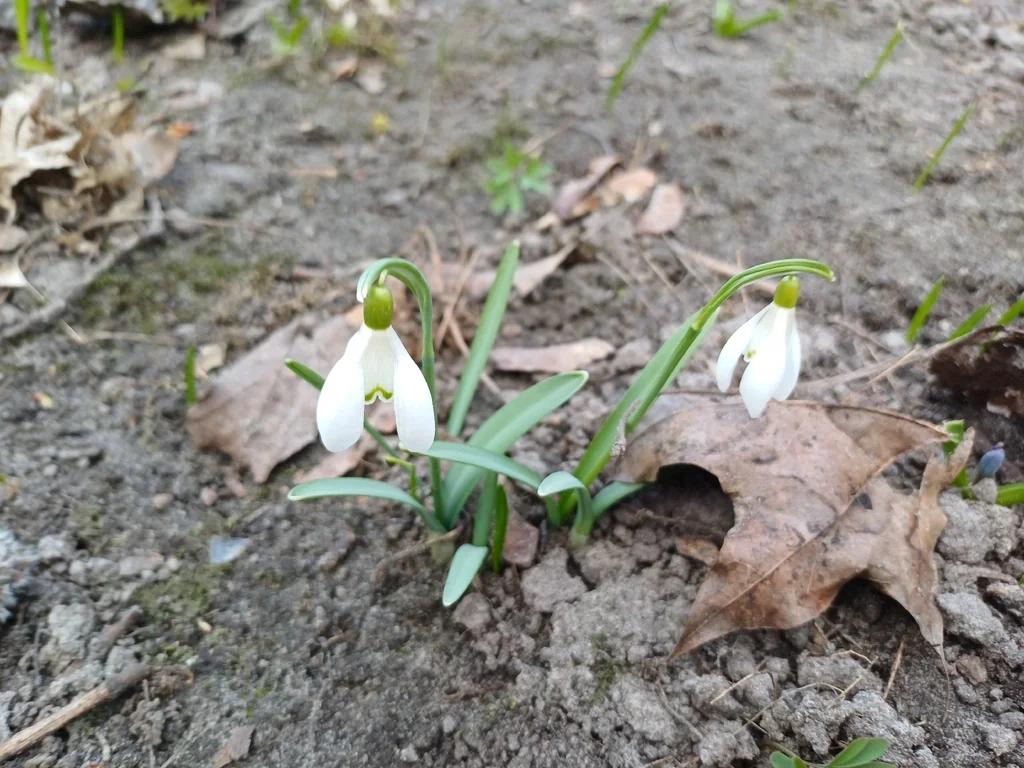 Galanthus Nivalis