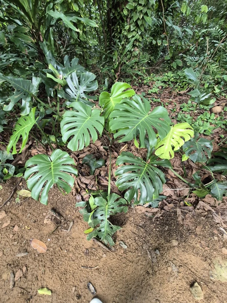 Monstera deliciosa