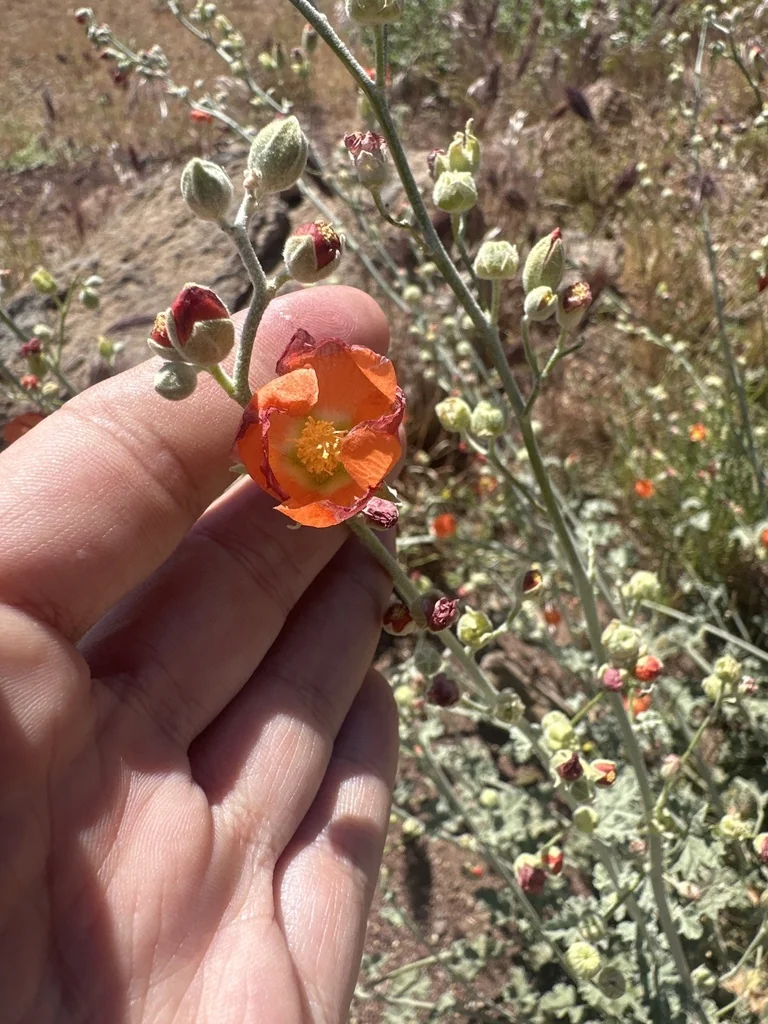 Sphaeralcea Ambigua