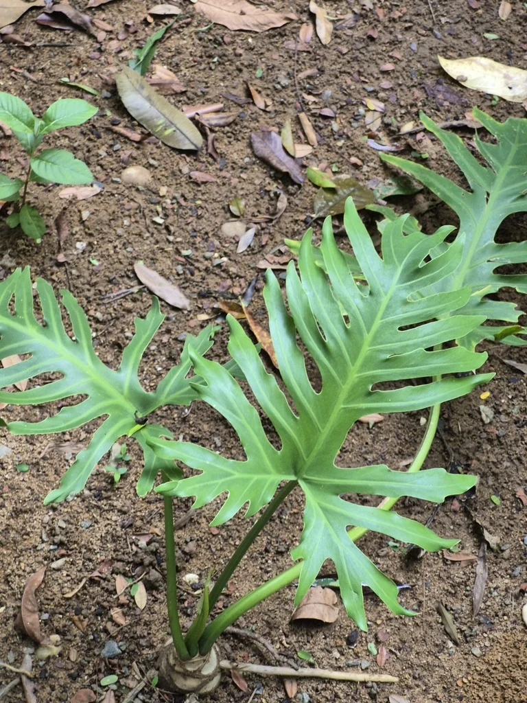 Philodendron Bipinnatifidum