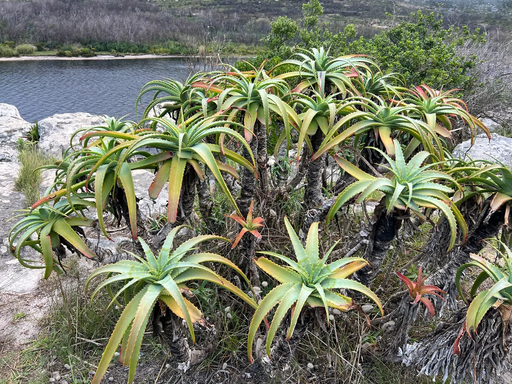 Aloe Arborescens