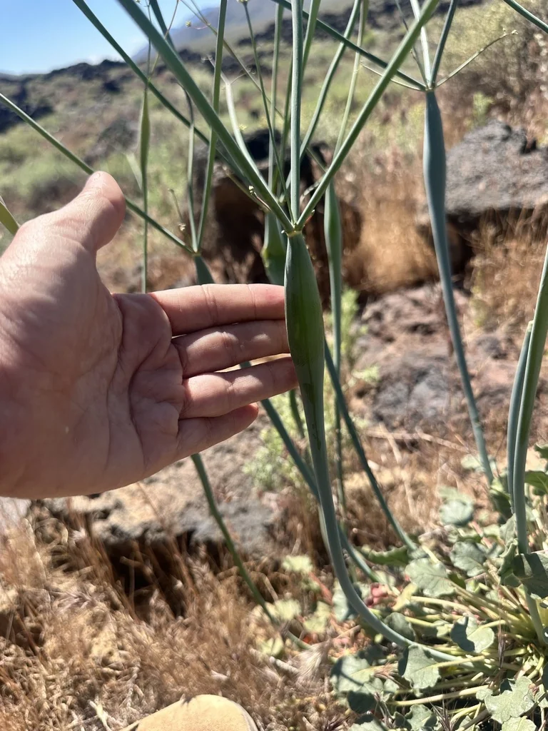 Eriogonum Inflatum