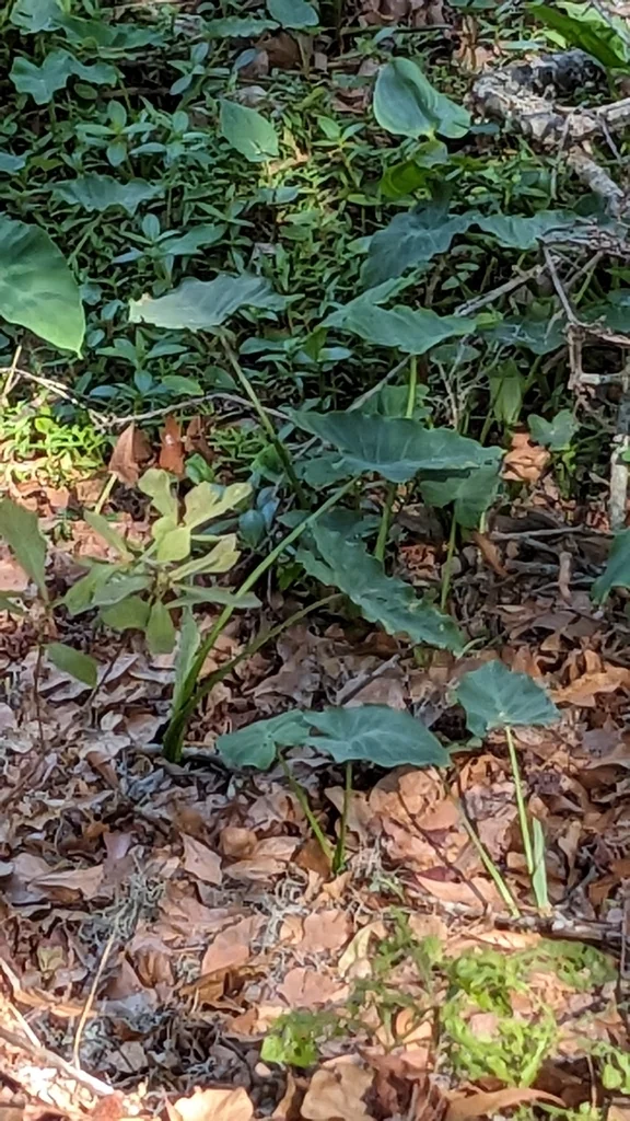 Colocasia esculenta