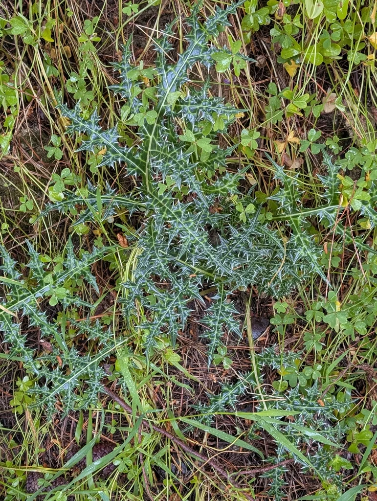 Acanthus Spinosus