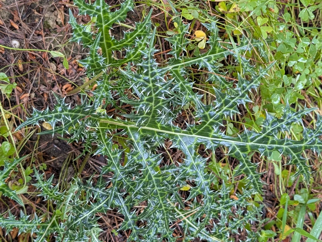 Acanthus Spinosus