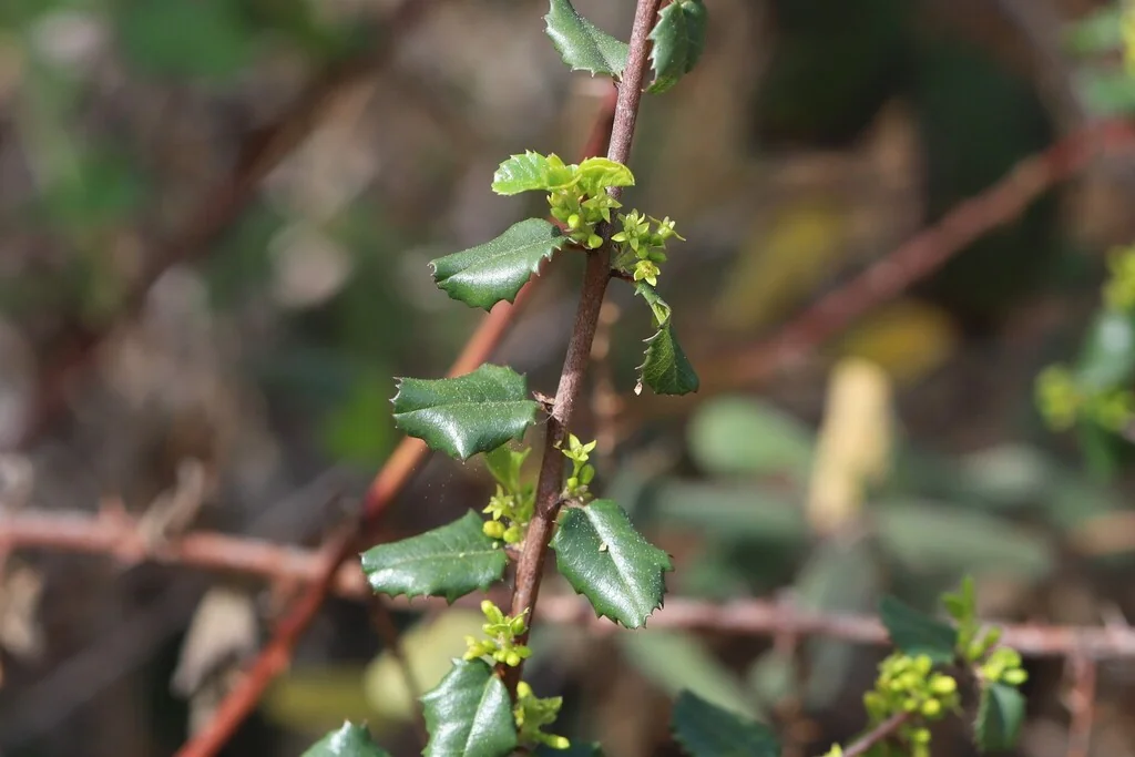 Rhamnus Ilicifolia