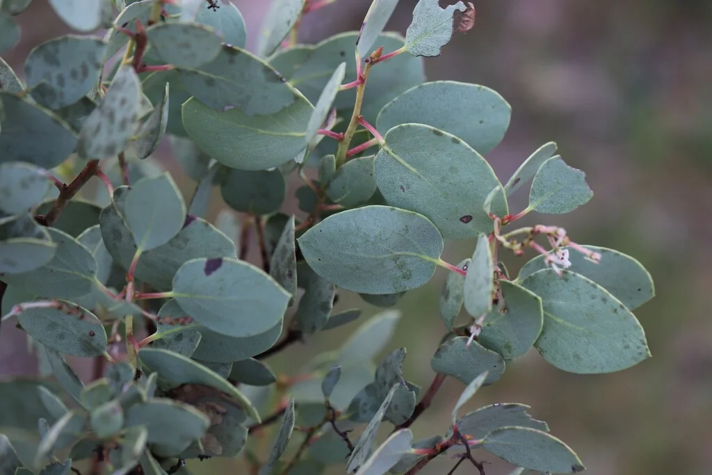 Arctostaphylos Viscida
