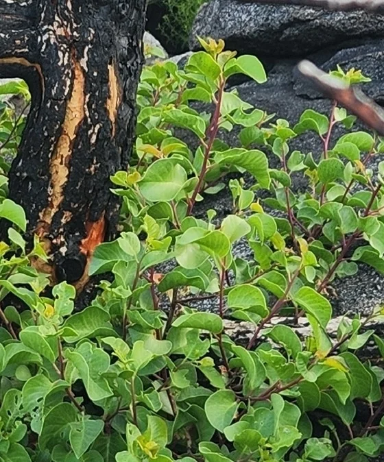 Rhus Ovata