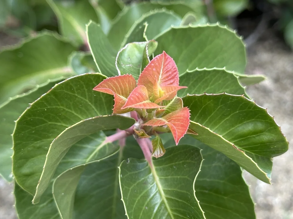 Rhus Ovata