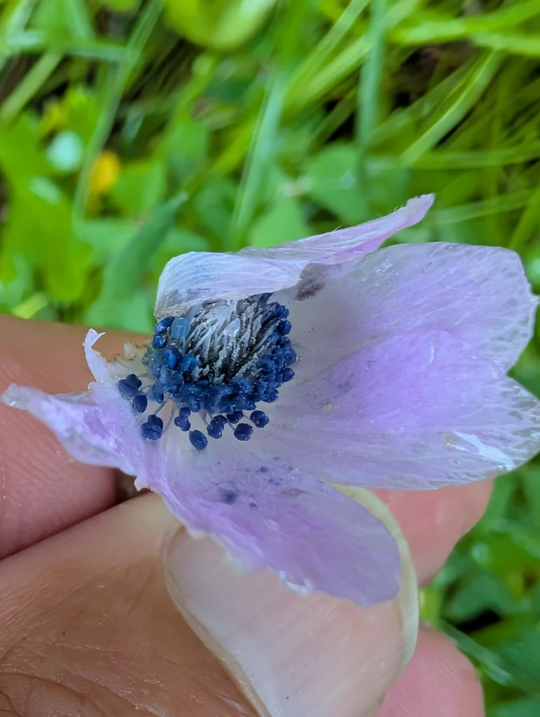 Anemone Coronaria
