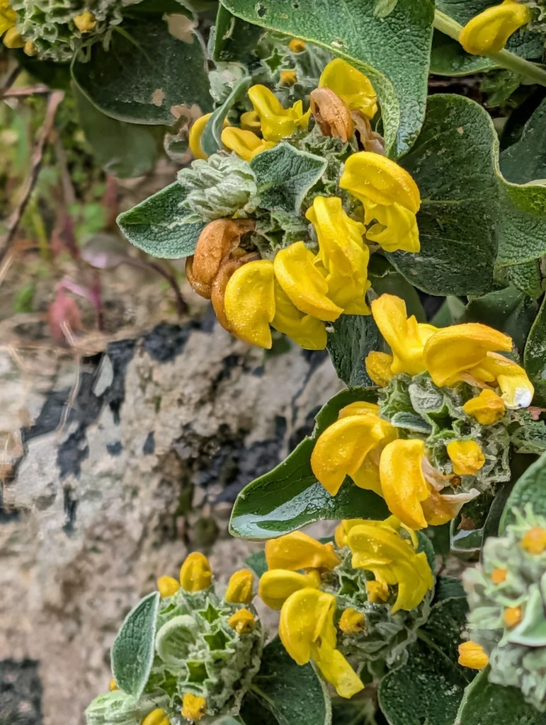 Phlomis Fruticosa