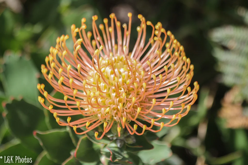 Leucospermum Cordifolium