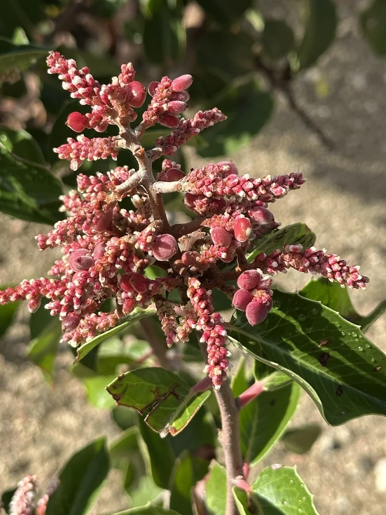 Rhus Ovata