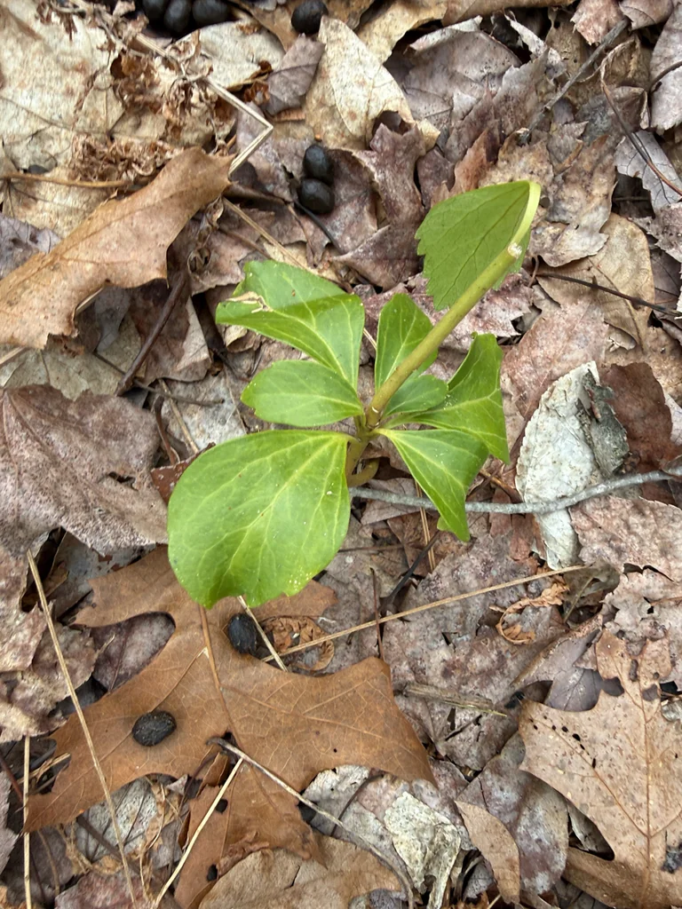 Pachysandra Terminalis