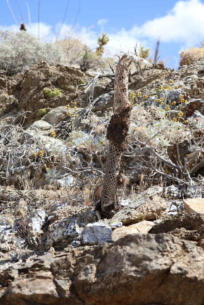 Cylindropuntia Bigelovii