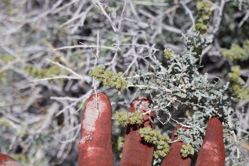 Ambrosia Dumosa