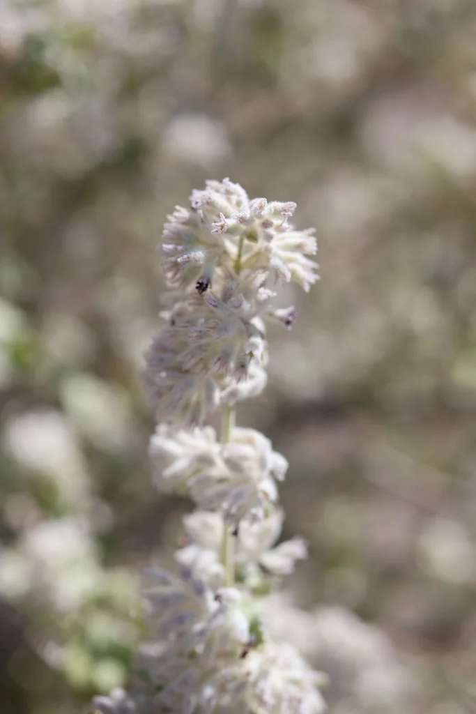 Hyptis Emoryi