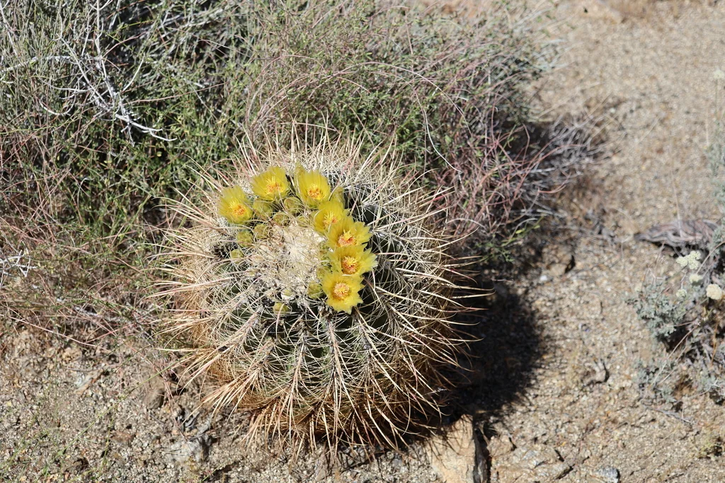 Ferocactus Cylindraceus