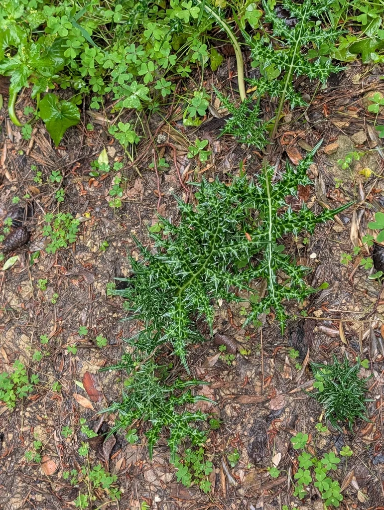 Acanthus Spinosus
