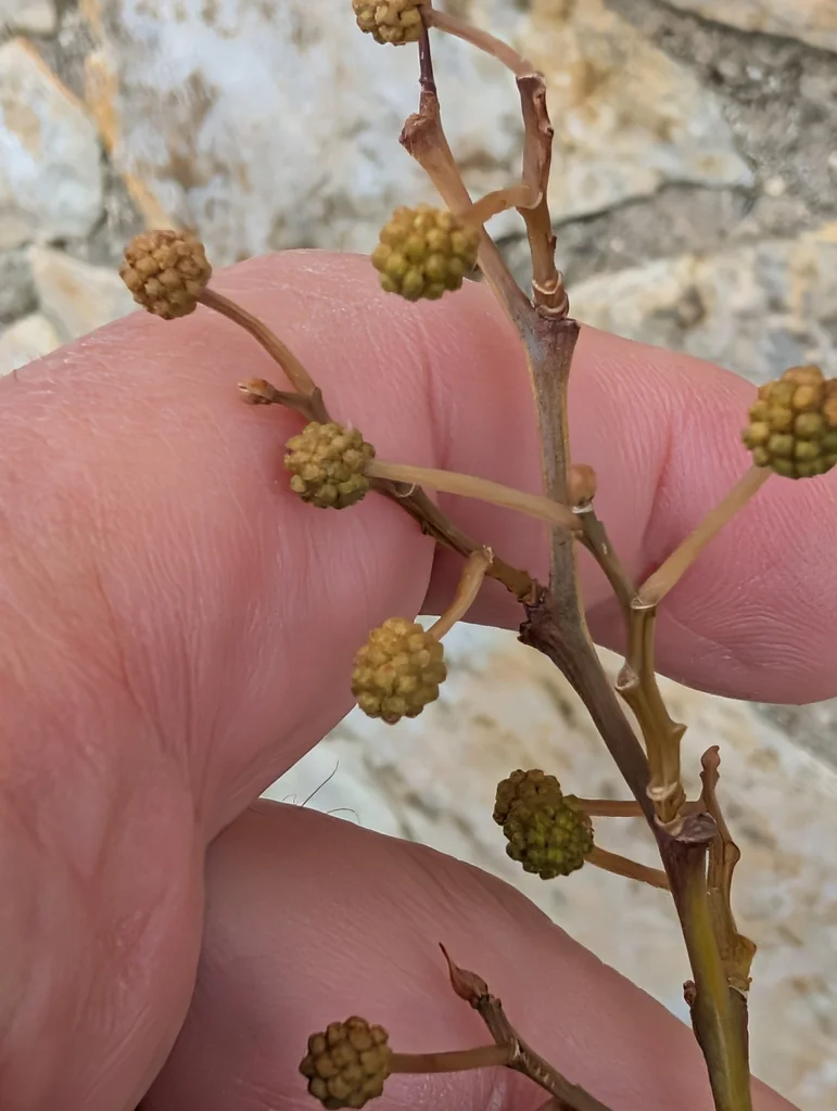 Acacia Saligna