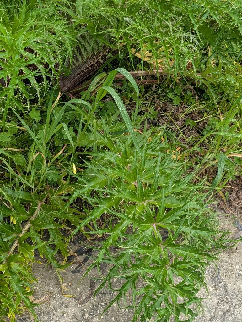 Cynara cardunculus
