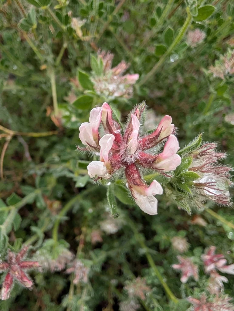 Dorycnium Hirsutum