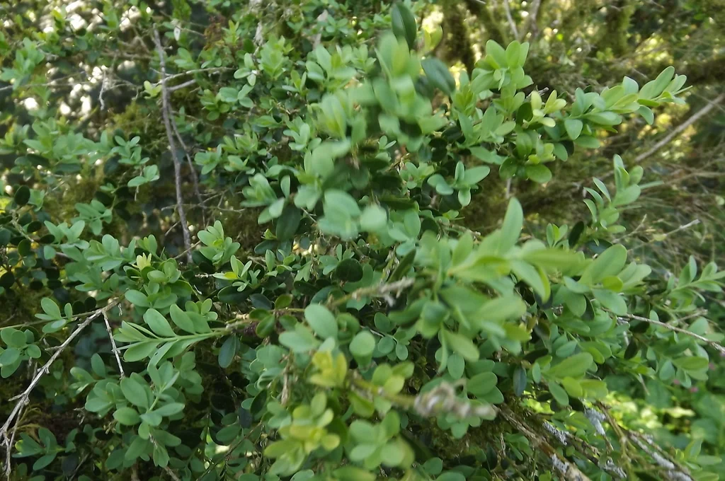 Buxus sempervirens
