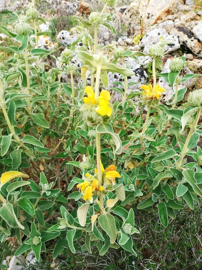 Phlomis Fruticosa