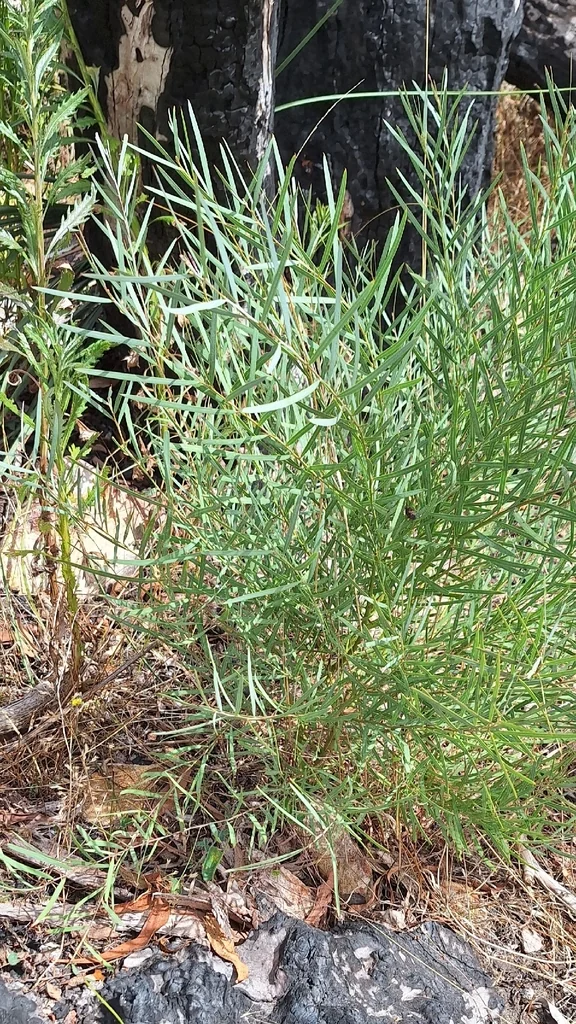 Acacia Iteaphylla