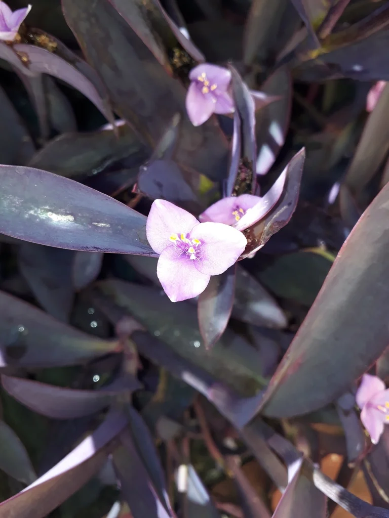 Tradescantia pallida