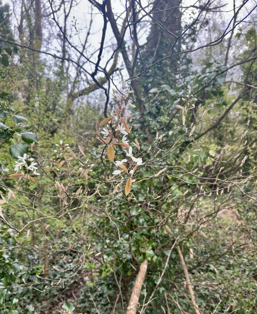 Amelanchier Lamarckii