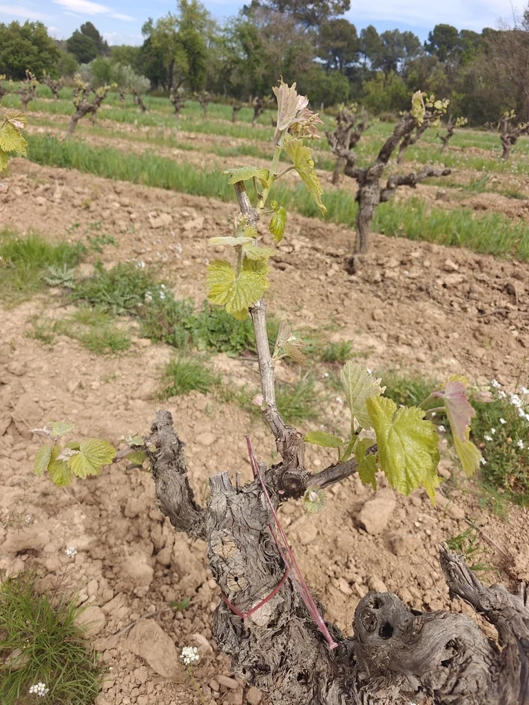 Vitis Vinifera