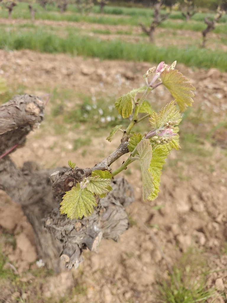 Vitis Vinifera