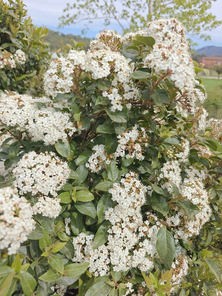 Viburnum Tinus