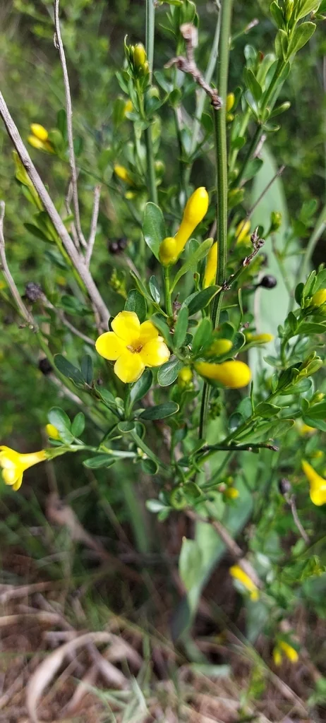 Jasminum Humile